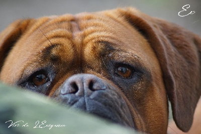Étalon Dogue de Bordeaux - Vivi de l'exigence