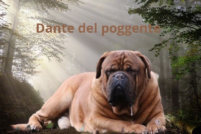 Étalon Dogue de Bordeaux - Dante del poggente