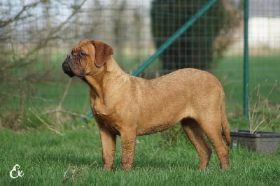Étalon Dogue de Bordeaux - Winter de l'exigence