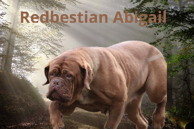 Étalon Dogue de Bordeaux - redbestian Abigail