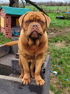 Étalon Dogue de Bordeaux - Under armour Des Terres Du Moulin