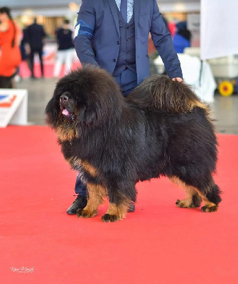 Étalon Dogue du Tibet - Syrion Des Lions Du Tibet