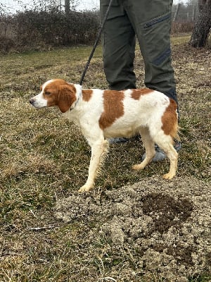 Étalon Epagneul Breton - Thelma de l'etang du vert