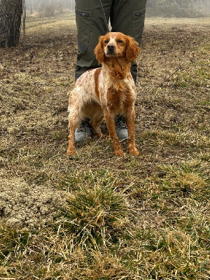 Étalon Epagneul Breton - Raika ll (Sans Affixe)
