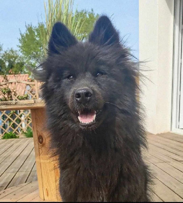 Étalon Eurasier - Roxie maitario des légende de retz