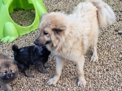 Étalon Eurasier - S'linette Du Souvenir De Tootsie