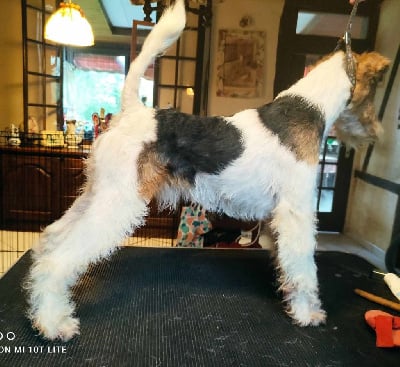 Étalon Fox Terrier Poil Dur - Wild card dit benson Van foliny home