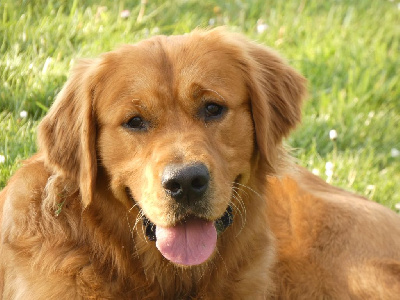 Étalon Golden Retriever - Sam Des Mousquetaires d'Ucor