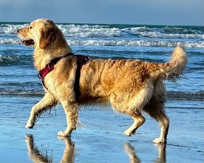 Étalon Golden Retriever - Sarabi the pride rock queen des Anges de la Claie