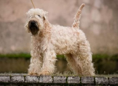 Étalon Irish Soft Coated Wheaten Terrier - CH. Rob-roy des Varennes Mystiques