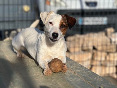 Étalon Jack Russell Terrier - Uguette Des Terriers De La Rouge Ile