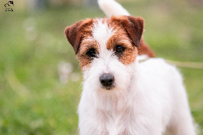 Étalon Jack Russell Terrier - totgree's Full of mind