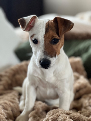 Étalon Jack Russell Terrier - Una storia d'amor des cretes du pilat