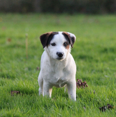 Étalon Jack Russell Terrier - Una little puche De L'arche De Chambord