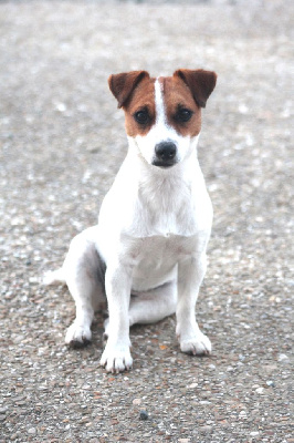 Étalon Jack Russell Terrier - Tess Des marais de courmont