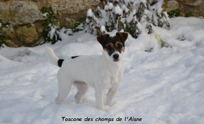 Étalon Jack Russell Terrier - Toscane reine des champs de l'Aisne