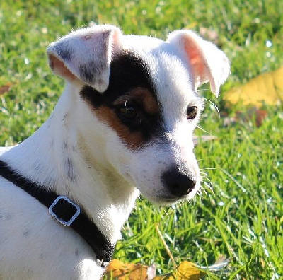 Étalon Jack Russell Terrier - Princesse peach des Crocs de Heurtevent
