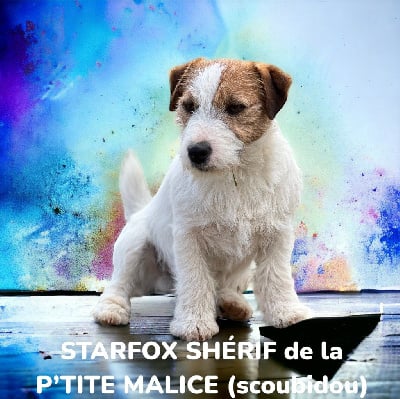Étalon Jack Russell Terrier - Starfox sherif De La P'tite Malice}