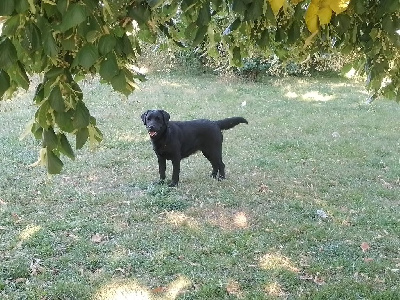 Étalon Labrador Retriever - Rosalina patiently hopped Du Clos des Trois Cerisiers
