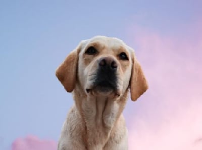 Étalon Labrador Retriever - Tressy du Bois d'Achelles