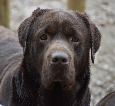 Étalon Labrador Retriever - Whispering labs Raide dingue de toi