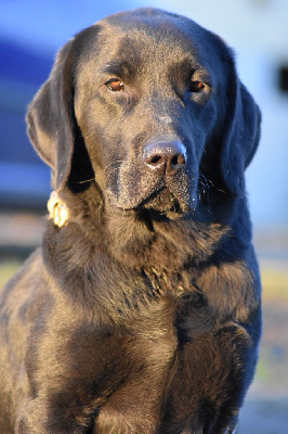 Étalon Labrador Retriever - Socrate (Sans Affixe)