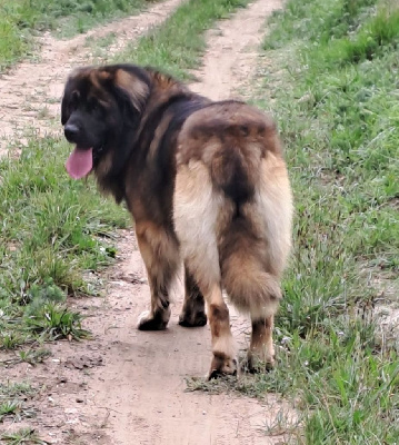 Étalon Leonberger - Rocambole dit roock du pin aux cinq aiguilles