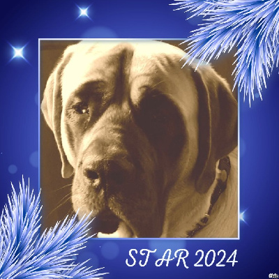 Étalon Mastiff - STAR denfer du moulin de Guermeur