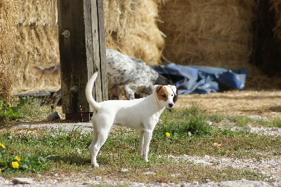 Étalon Parson Russell Terrier - Uxie De La Ferme Des Forestiers