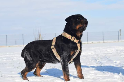 Étalon Rottweiler - Red bull Des Titans Noirs Et Feux