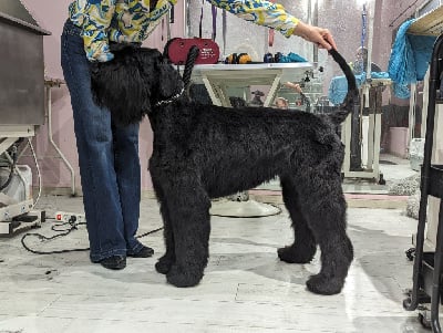 Étalon Schnauzer Geant - torre de la vela Fanny