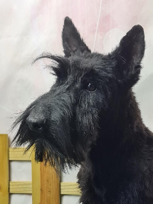 Étalon Scottish Terrier - Utopia du mont de la chenaie