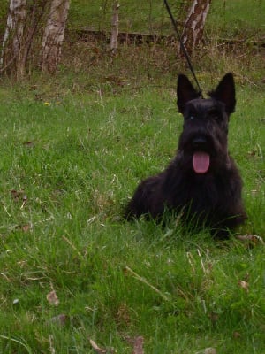 Étalon Scottish Terrier - Sidonie de l'escale fleurie