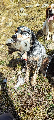 Étalon Setter Anglais - CH. Ribellu du mas des Vernets