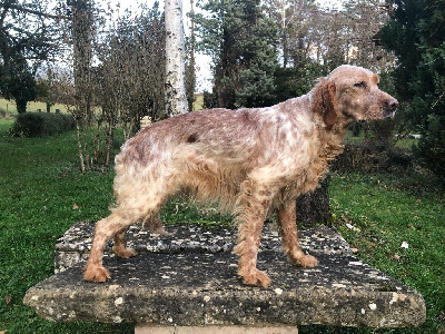 Étalon Setter Anglais - Romanee de champargogne