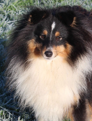 Étalon Shetland Sheepdog - Blue witch To be or not to be