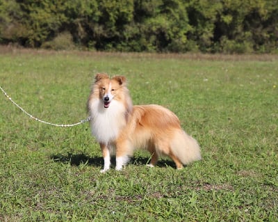 Étalon Shetland Sheepdog - lavika Star splash