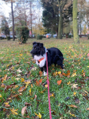 Étalon Shetland Sheepdog - Uginn black du Clan Castelau