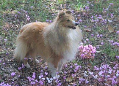 Étalon Shetland Sheepdog - So far away De la vallée des noyeres