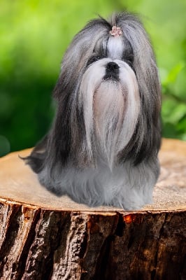 Étalon Shih Tzu - Betty-boop z kojca coli