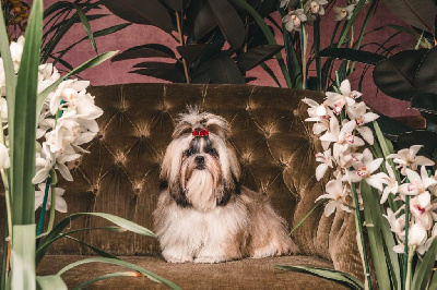 Étalon Shih Tzu - Titre Initial Gold honey grand perle