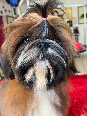 Étalon Shih Tzu - Ullie De Pepsie Pep's