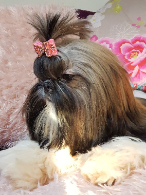 Étalon Shih Tzu - rinzen shih tzus With hart and soul