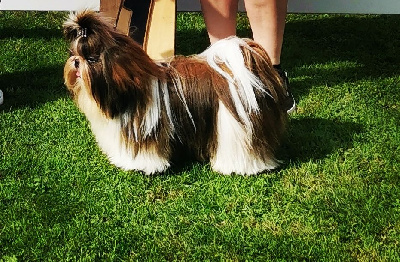 Étalon Shih Tzu - CH. Tibetan treasures king du puits d'eloquengo Titre Initial