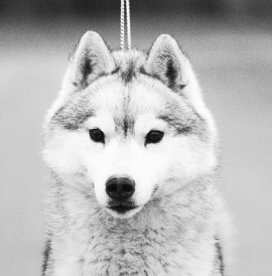 Étalon Siberian Husky - Thrills me Of Siberian Forest Wolves