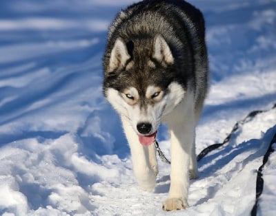 Étalon Siberian Husky - Shine descendant of wolves