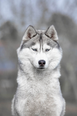Étalon Siberian Husky - Silver samourai (Sans Affixe)