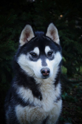 Étalon Siberian Husky - Ushuaia a legend of fire Of Artic West Wind