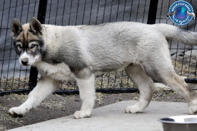 Étalon Siberian Husky - Upside down North Pole Heart To Paris