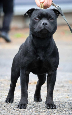 Étalon Staffordshire Bull Terrier - Vip royal milnikstaff